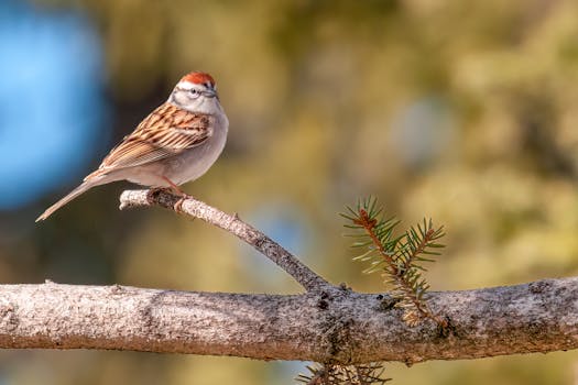 Auton Myynti Rahoitusyhtiölle - Opas Ja Vinkit