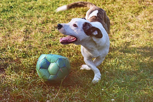 Joustoluoton Korottaminen: Opas Ja Mahdollisuudet